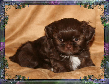 Dakota-Imperial Shih Tzu male